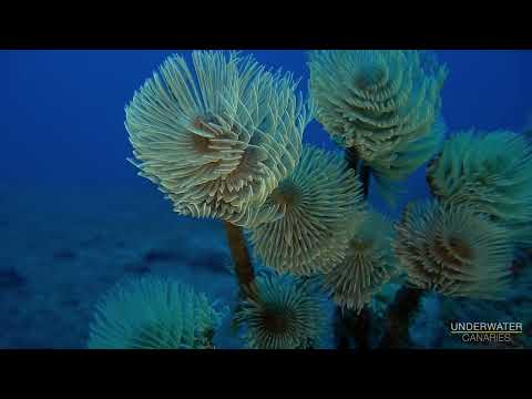 Sabella spallanzanii