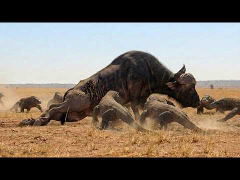 Komodo Dragons Take Down a Giant Buffalo — A Real Test of Survival