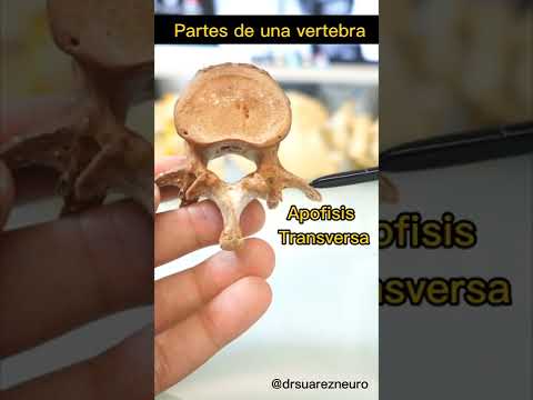 partes de una Vertebra lumbar real anatomia
