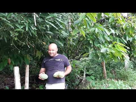 Mostrando para vocês o nosso sítio na cidade de Barro Preto Bahia. 