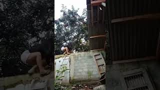 Download lagu cewek montok jatuh dari pohon rambutan 🤣 mp3