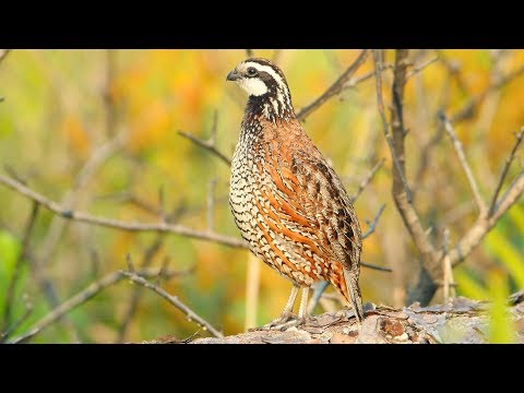 Northern Bobwhite