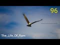 96 Songs | The Life Of Ram Video Song | Vijay Sethupathi, Trisha |Remake song |wild life photography 96 Songs | The Life Of Ram Video Song | Vijay Sethupathi, Trisha |Remake song |wild life photography