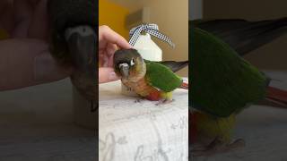 Baby Green Cheek Conure Making Baby Noises and Asking for Cuddles