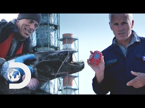 ジェレミーは、通常のレベルよりも16倍以上の放射線を持っているチェルノブイリのナマズをキャッチ｜リバーモンスターズ (Jeremy Catches A Chernobyl Catfish That Has 16X More Radiation Than The Usual Level | River Monsters)