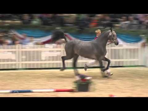 Siegerhengst Charleston | Cascadello x Cantus/Landadel | Holsteiner Körung | 2015