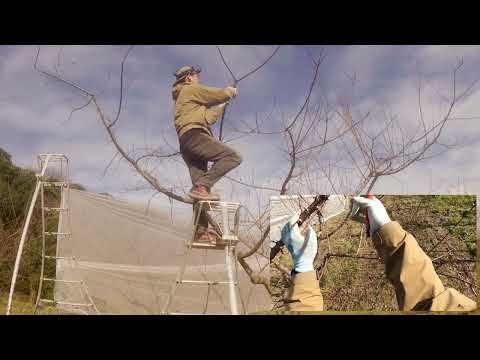 Pruning a whole tree [Plum, Plum, Apricot]