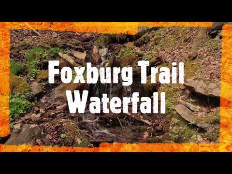 Afternoon meditation on the Foxburg trail.