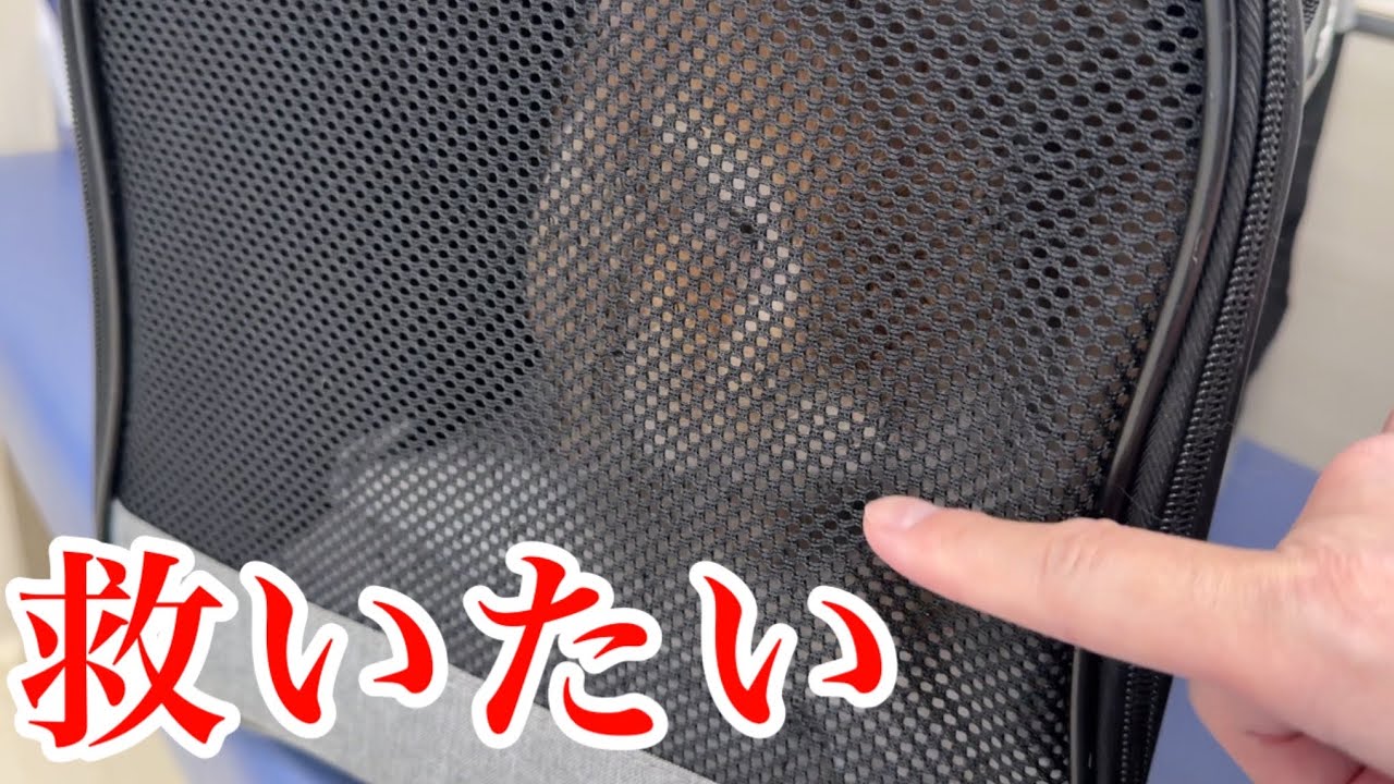 【ご報告】ハッピーさんの体調に重大なことが発覚しました。