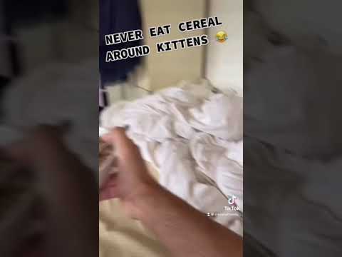 NEVER EAT CEREAL AROUND CATS