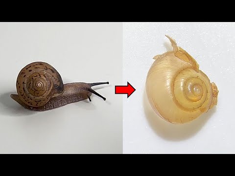 What's Inside a Snail's Shell? - Snail Dissection