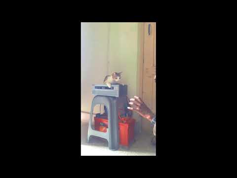 thug life | cat funny video | watch till the end |