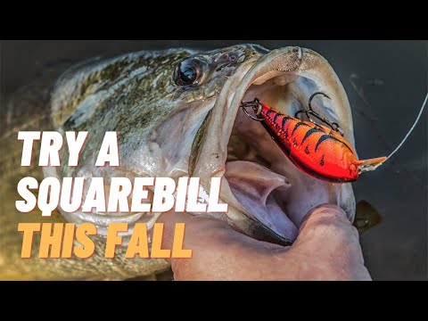 Try Fishing A Squarebill This Fall
