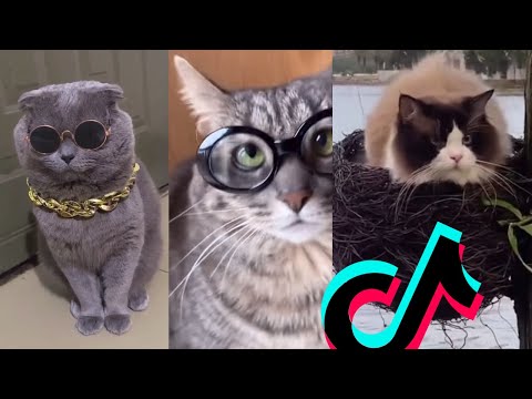 BRUSCHIMICHIS😹💗 1 hora de risa🐈💕! // #bruschimichis #humor