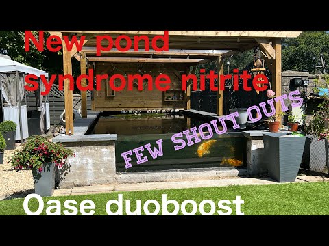 new pond syndrome Koi pond nitrite, ammonia, #nitrate and #PH ,#KH #Gh