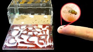 ЗВЕРСКАЯ БИТВА МУРАВЬЁВ С ФРУКТОВЫМИ МОШКАМИ - ОТКУДА БЕРУТСЯ МОШКИ?