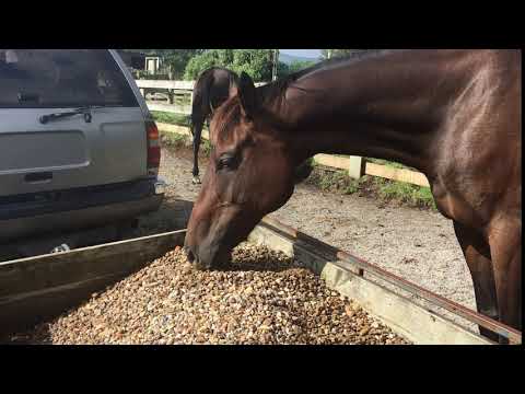 Chica and Cody 180202 Helping on the farm 02