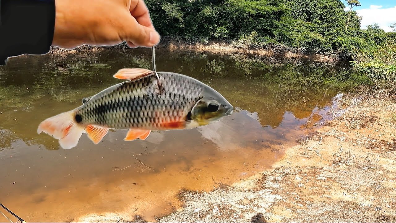 PIAU, A ISCA DOS PEIXES GRANDES, Pesca Bruta!
