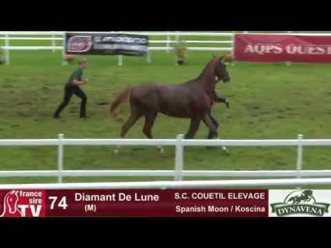 Show AQPS 2015 : lot 74 - Diamant De Lune - M13 - Spanish Moon & Koscina