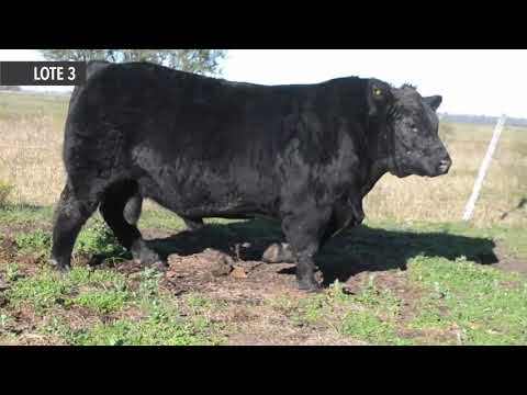 BOTOTÍ PICÚ 1178 RENACIDO - LOTE 3 - Remate de Cabaña La Rubeta   Sábado 15-08-20