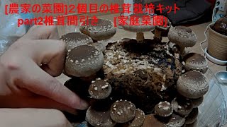 [農家の菜園]20/12/10 ２個目の椎茸栽培キットpart2 椎茸間引き　[家庭菜園]