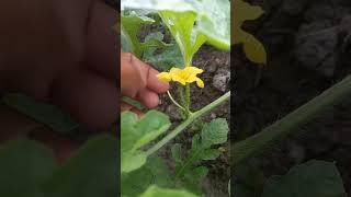 Download lagu cara budidaya semangka part 2 mp3