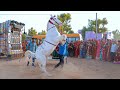 Sawa Lakh Ko Lehngo || New Rajasthani Song 2024 || New Horse Dance  #priyanshu #horsedance