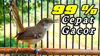 Download lagu Cepat merespon Gacor/ suara ciblek gacor pancingan ciblek semi agar bunyi mp3
