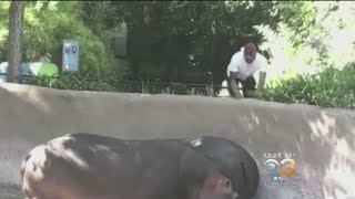Man Caught On Camera Celebrating After Smacking Hippo At Los Angeles Zoo