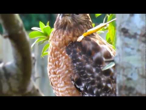 Close up of big hawk