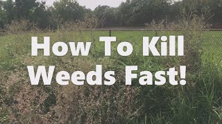 Weeds Over 4 Feet Tall! How To Kill Weeds With Solarization.