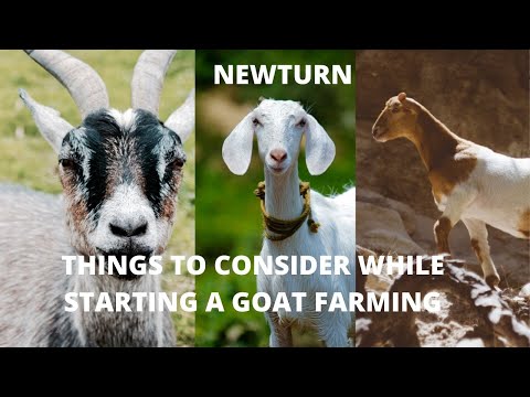 , title : 'Things to Consider While Starting a Goat Farming'