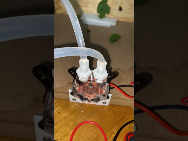 Laser vs. Colorado Beetle