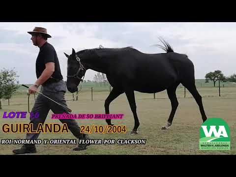 Lote GUIRLANDA