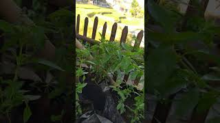 Download lagu menanam kemangi surawung di polybag #suasanadesa mp3