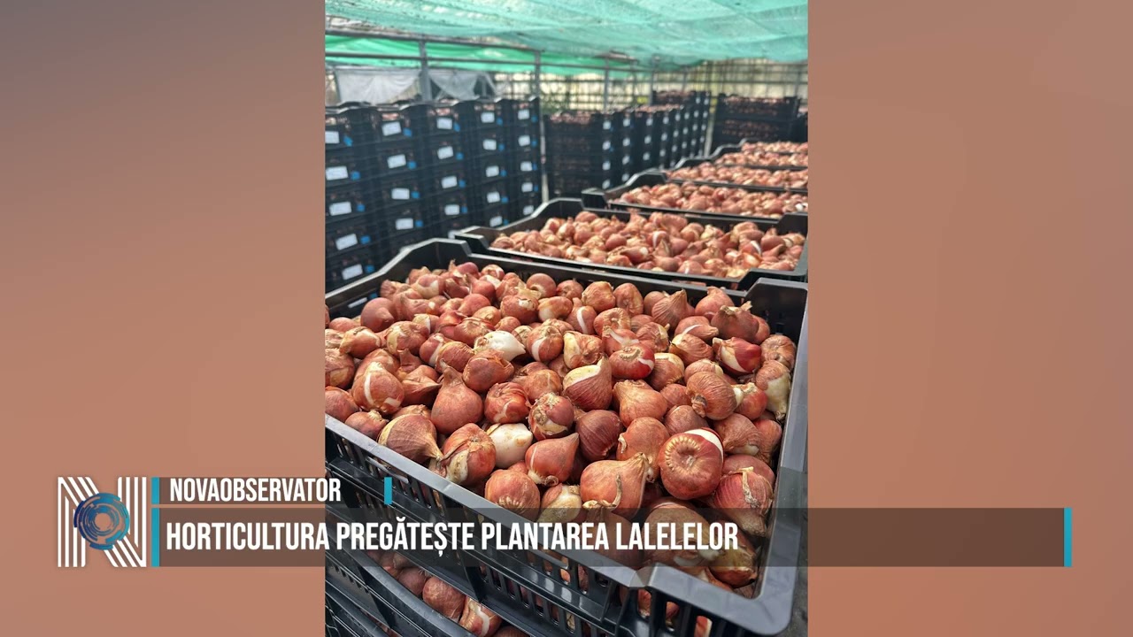 HORTICULTURA PREGĂTEȘTE PLANTAREA LALELELOR