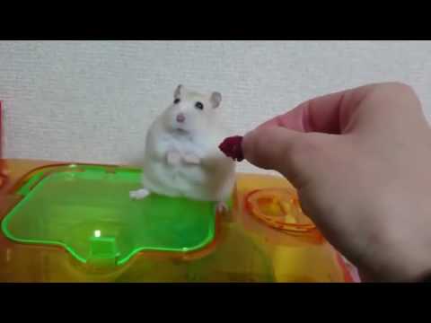 Hamster won't eat raspberry