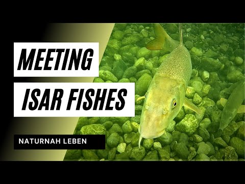 Fische der Isar