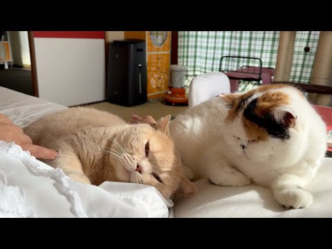 他の猫に嫉妬する猫