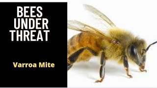 why is Australia killing millions of bees?
