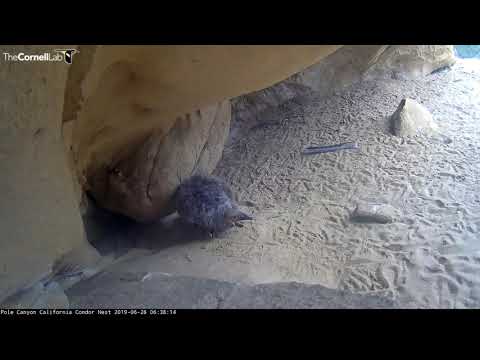 California Condors Sit Front And Center In Pole Canyon – June 26, 2019