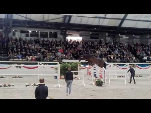 Unlimted ( Uriko x Casall) Holsteiner Sieger Hengst 2016