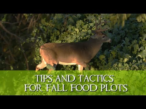 Michael Waddell’s Tips and Tactics for Fall Food Plots