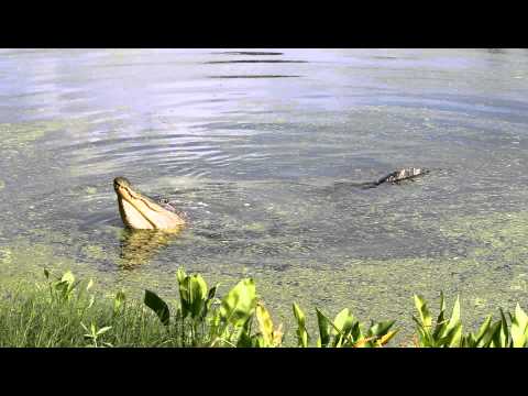 Brazos Bend Alligator 05-25-2011