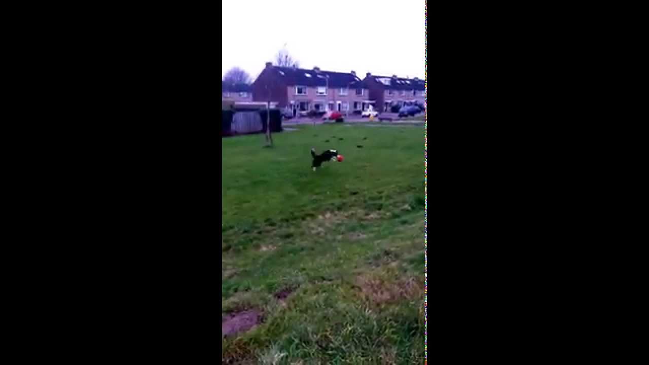 Chuckit Kick and Fetch Hondenvoetbal