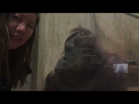 #Zoogoer hanging out with #orangutan #Lucy at #nationalzoologicalpark