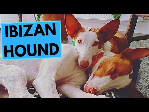 Ibizan Hound - TOP 10 Interesting Facts