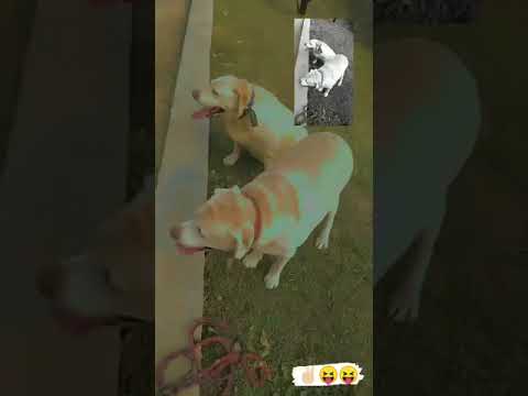 # my cute dogs . I love my dogs .❤❤🔥🔥🔥🔥❤❤