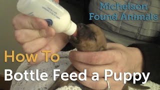 How to Bottle Feed a Puppy
