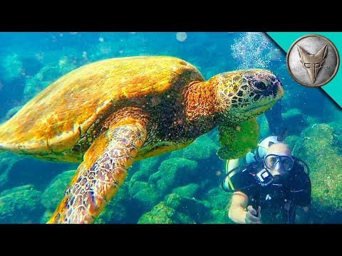 ウミガメと一緒にダイビング! (Diving with Sea Turtles!)